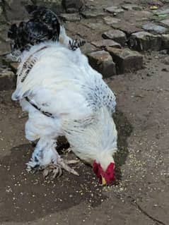 brahma