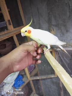 flying tame male age 3 year