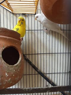 Australian parrots 1 pair and 1 male with cage