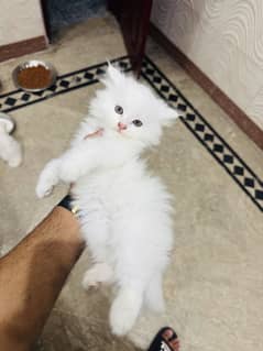 Parsian Cat triple Coat Male kitten Female kitten healthy and Active