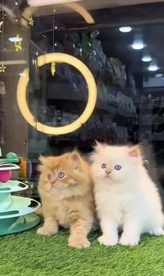 Persian kittens
