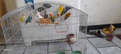 Lovebirds