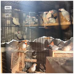 Zebra finches,Jawa mutation,Red pied