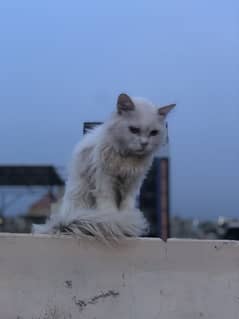 Persian male cat