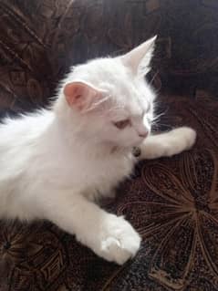 sale cat