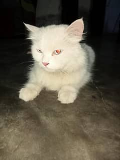 active cat  ha  heat py b h