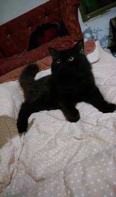 cat fot