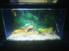 fish's and aquarium