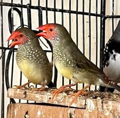 finch available