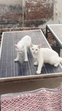 Blue & Orange Eyes Cat Pair Available Male & Female