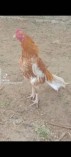 Mianwali peela cheena