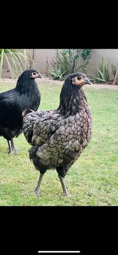 Premium Quality Australorp raised in my backyard for sale