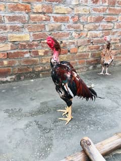 Aseel murga | murgi | desi