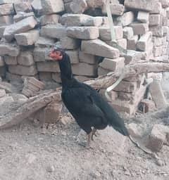mushki