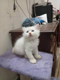 persian