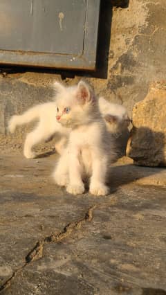 Pure Persain Triple Coat Odds Eyes Pair