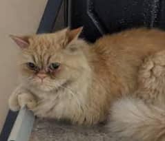 vaccineated female punch face Parisian cat for sale