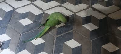 7 yar ka ha Bolna  ke oimar ma ha paka pata nahe ha Mall ha ya female