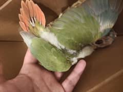 sun cunore and pineapple chicks for sale