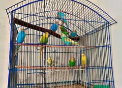 budgies pair for sale  with cage