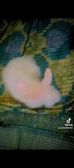 Fancy Rabbit