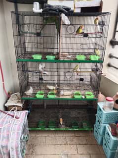 Ringneck, Cocktail, Lovebirds, Budgies For Sale