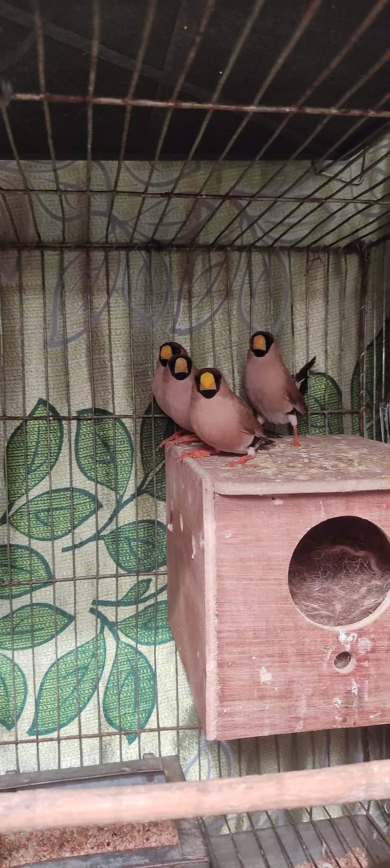 Goldians,mutation finches,java, 0