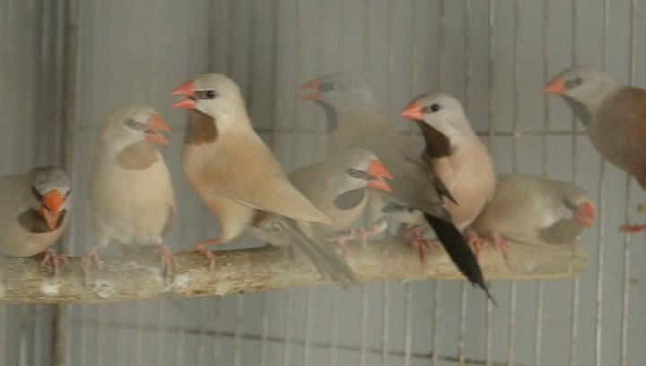 Goldians,mutation finches,java, 1