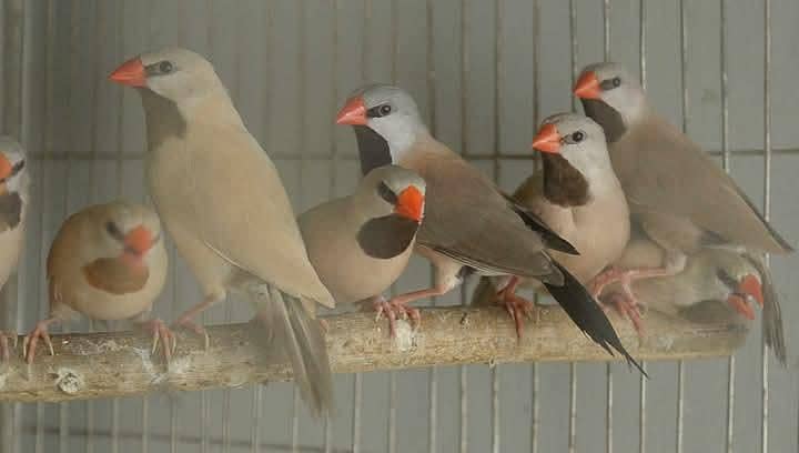 Goldians,mutation finches,java, 2