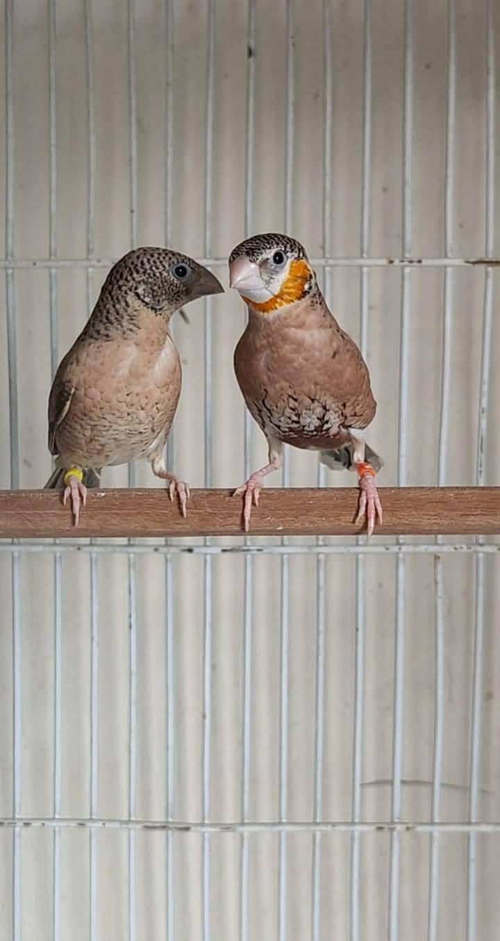 Goldians,mutation finches,java, 3