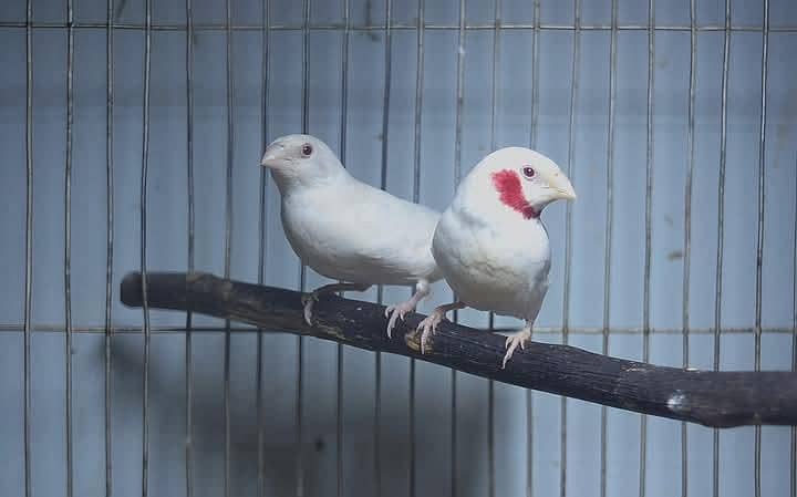 Goldians,mutation finches,java, 5