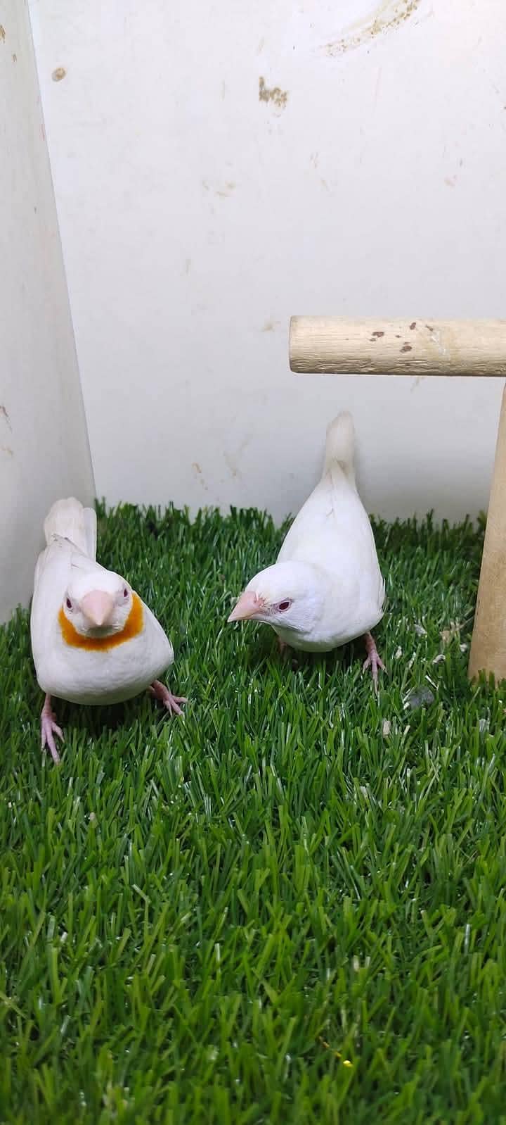 Goldians,mutation finches,java, 7