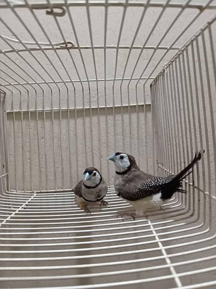 Goldians,mutation finches,java, 8