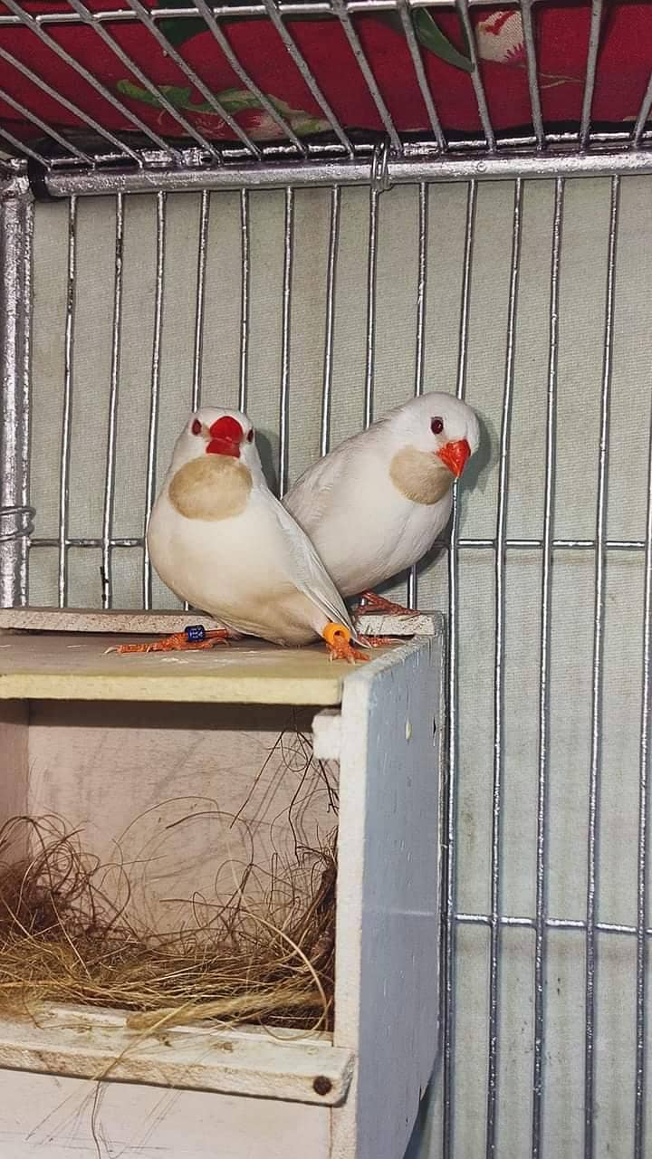 Goldians,mutation finches,java, 10