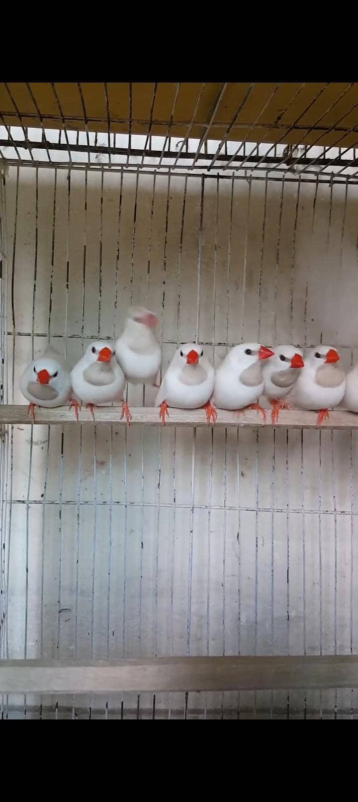 Goldians,mutation finches,java, 11