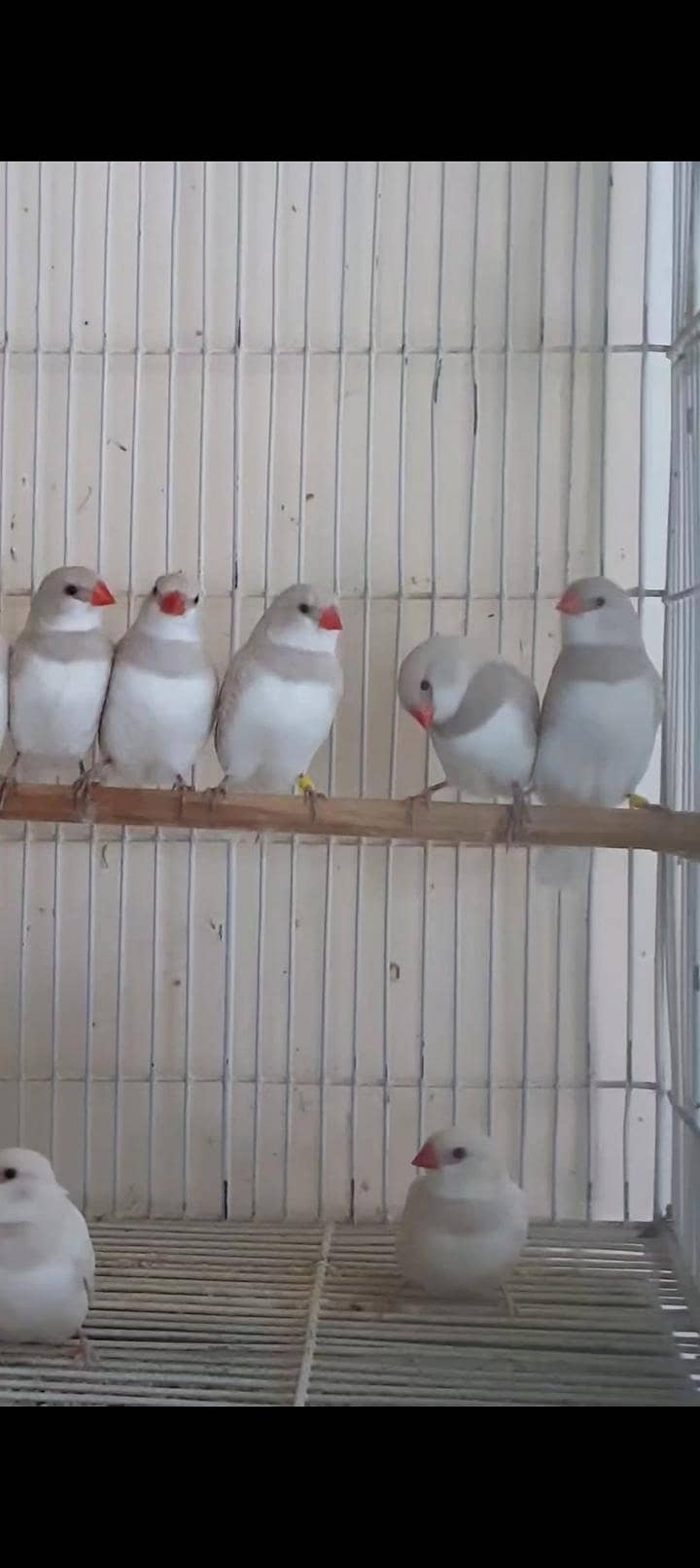 Goldians,mutation finches,java, 12