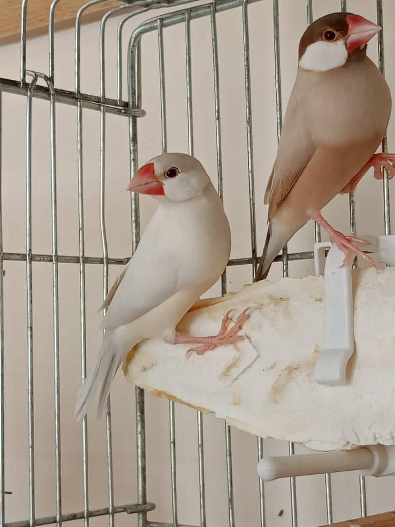 Goldians,mutation finches,java, 14