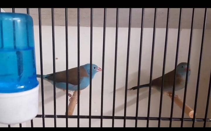 Goldians,mutation finches,java, 16