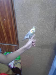 hand