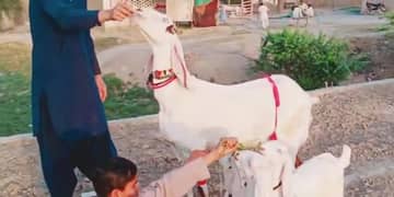 Bakri Our 3 Bacchon Ka Sath Urgent For Sale, 03278290878