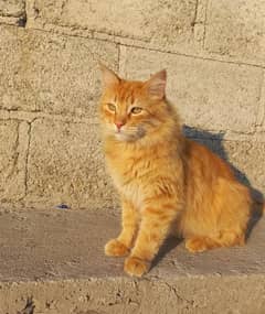 pure Persian male cat with golden blue eyes ready for breeding