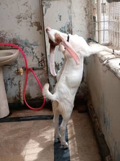 Gulabi Male 5 months
