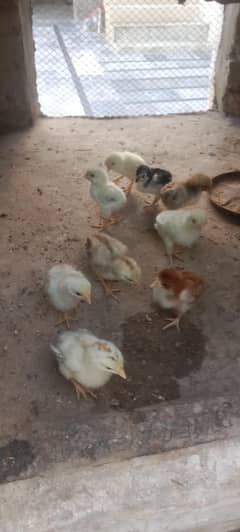 Pure Aseel chuze WhatsApp 03061908536