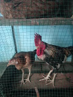 4 morghi 1 murgha or 1 bacha murghi sare ande deni wali he
