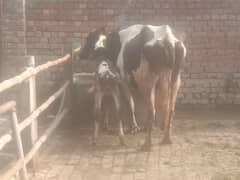 8 important Sall cow prise me Fe cow prise 470000