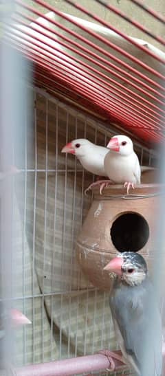 Java bird's for sale