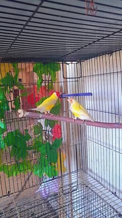 Latino golden reedy to breed