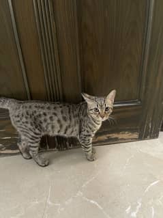 kittens for adoption in Lahore