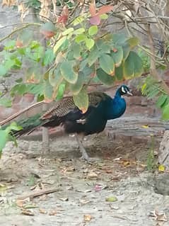 pickcock indian male and black shoulder female