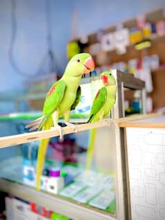 Raw Parrot handtime pair 9 month age